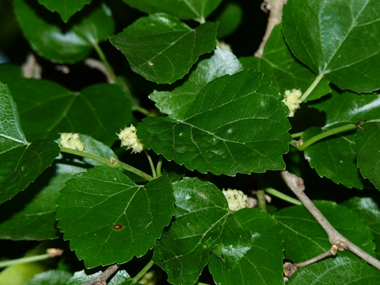 {Morus alba}